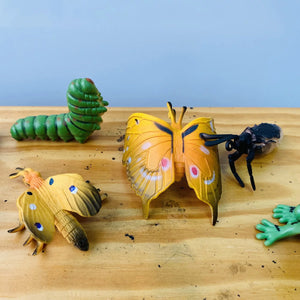 Curios - Butterfly & Frog Life Cycle